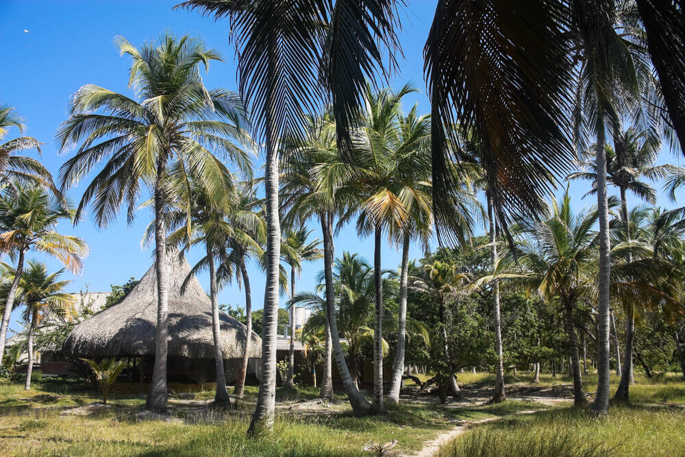 tall palms Playa Blanca, Colombia
