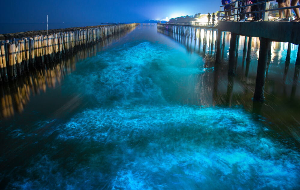 Bioluminescent Plankton in Playa Blanca 