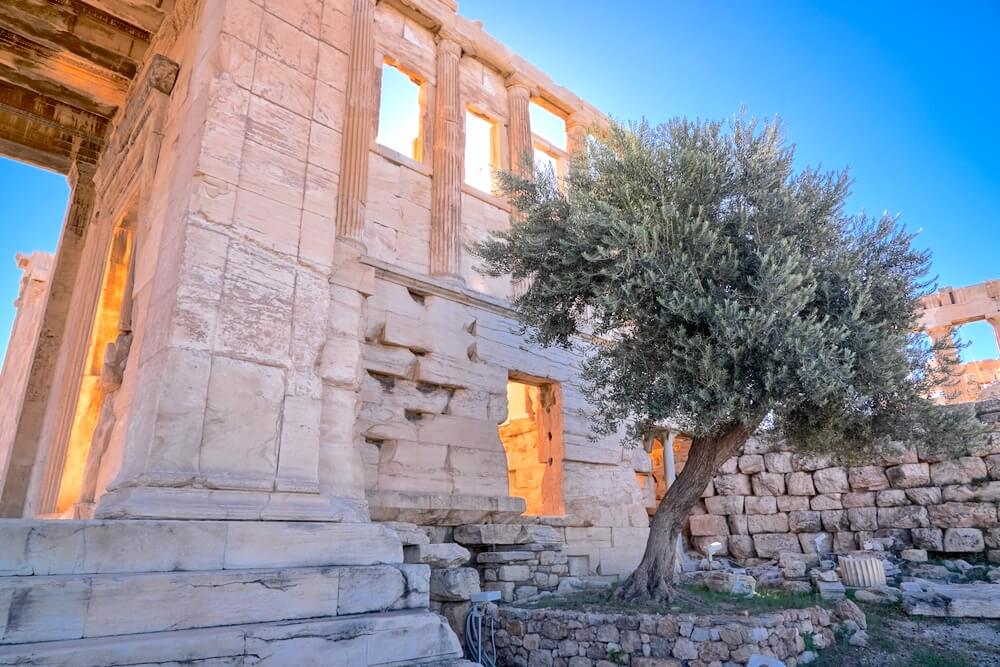 Athena's olive tree in Athens