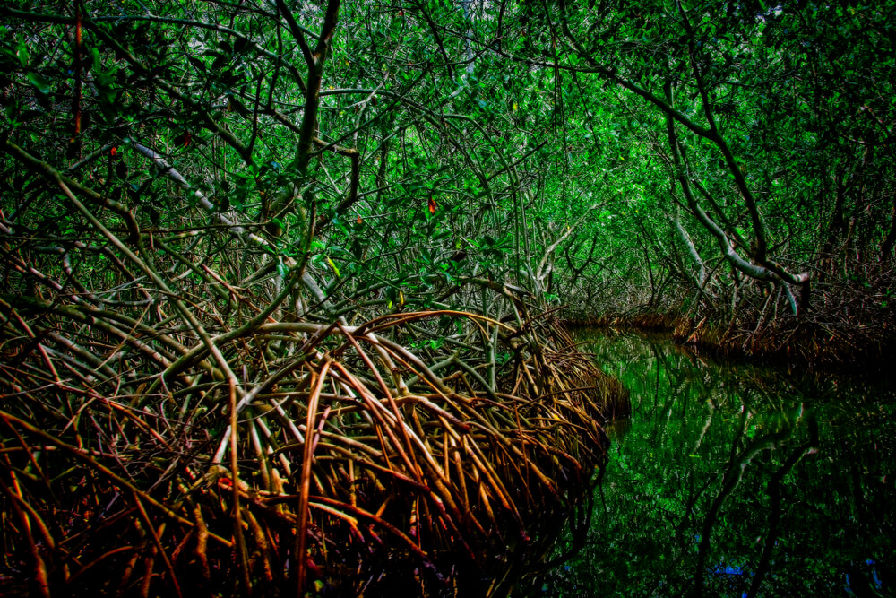 mangrove in Playa Blanca, Colombia 