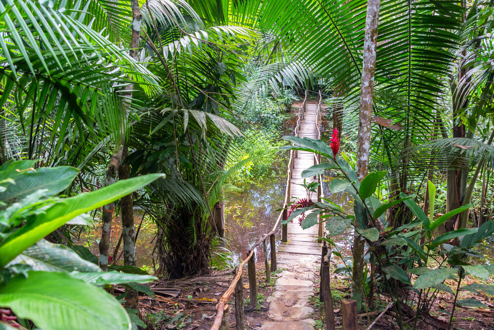 wooden walkway through the jungle of Peru