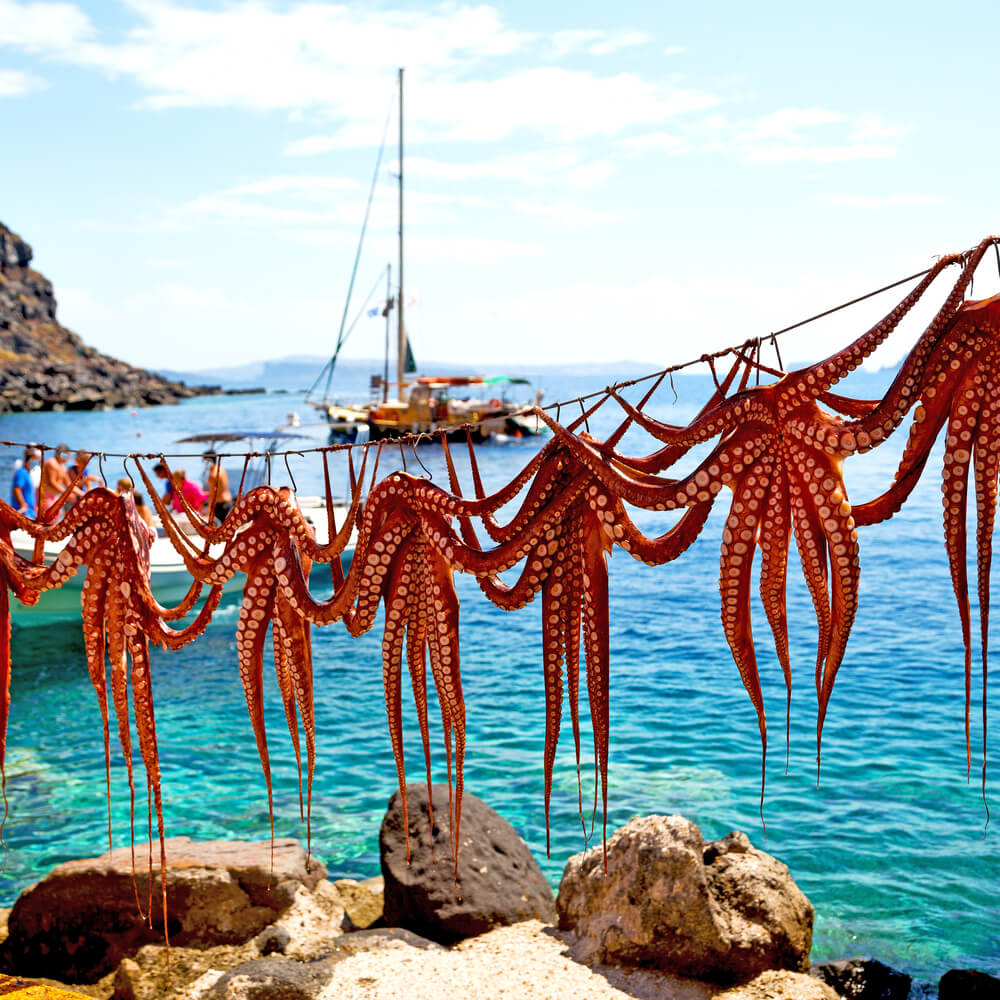 octopus drying in the sun in Greece