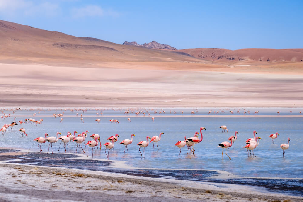 flamingo in the Atacama desert in Chile