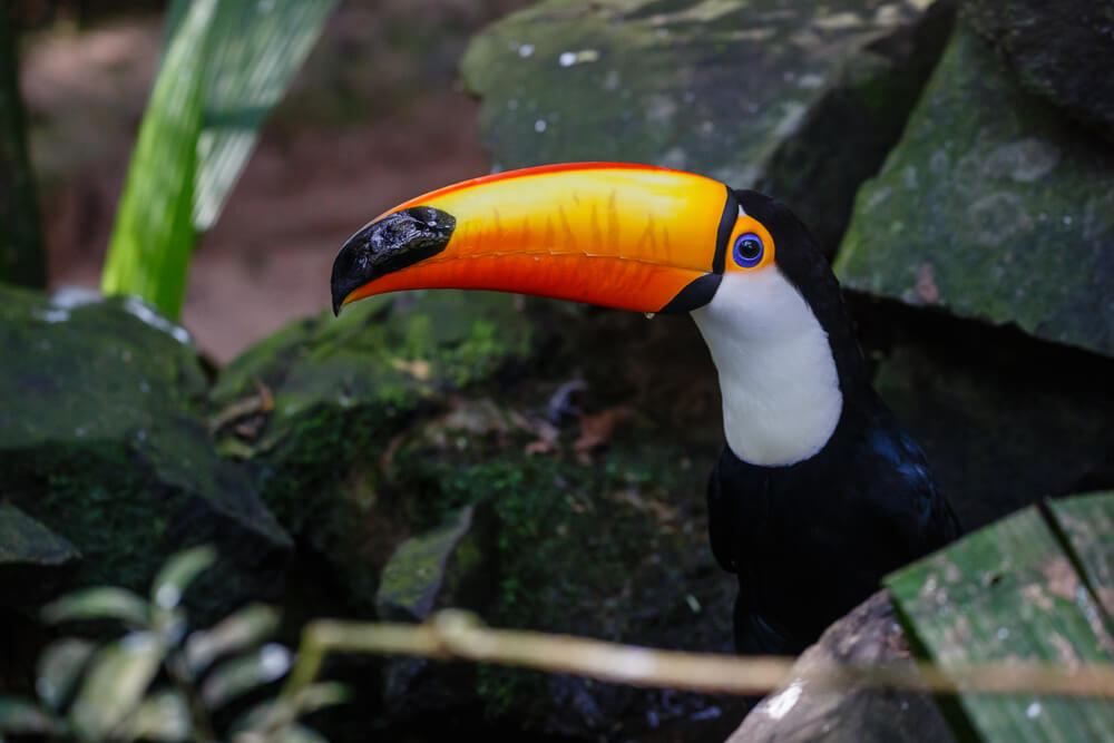 toucan in a tree