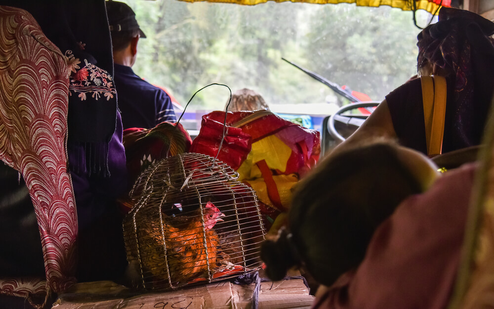 chicken in a cage on a chicken bus in Guatemala 