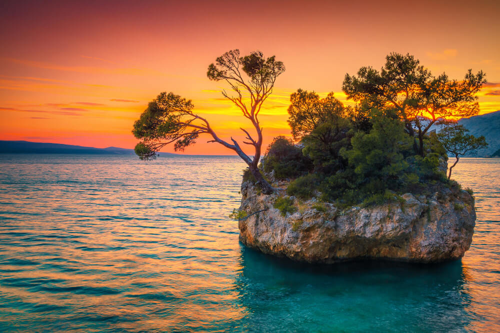 trees growing out of a rock in the water at sunset