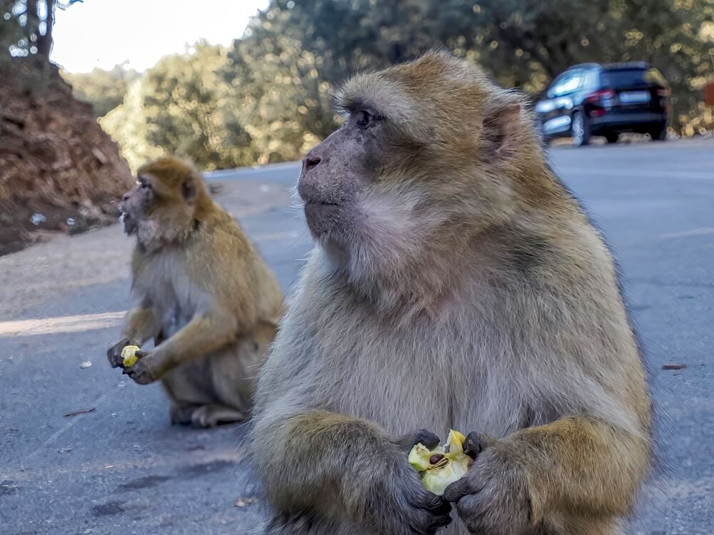 two Barbary macaques in a Morocco national park