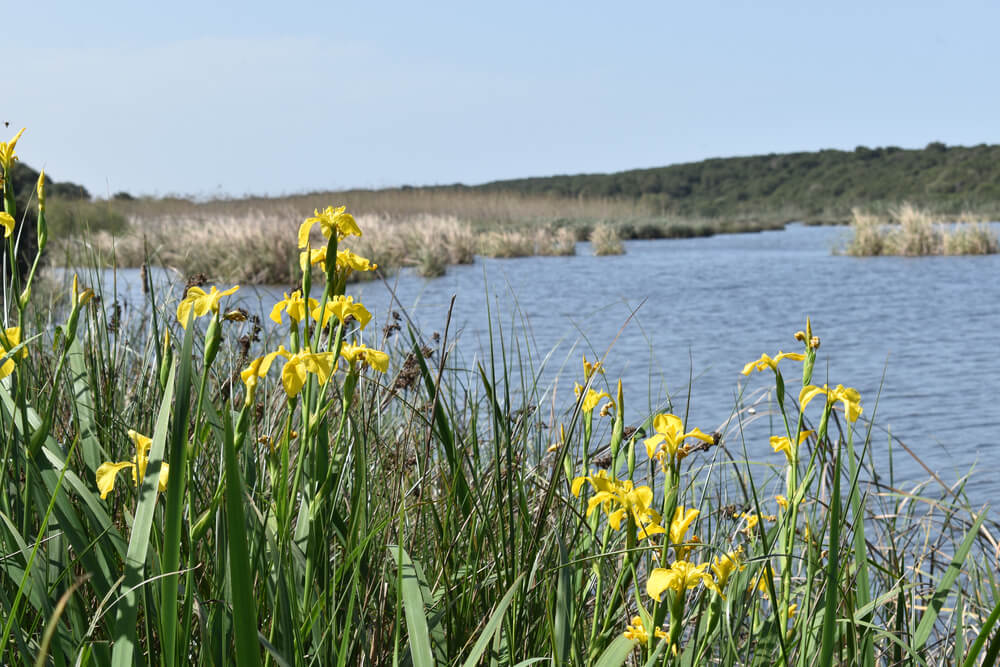 yellow flowers near Lac de Sidi Boughaba Reserve 