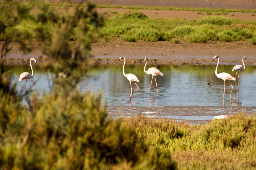 flamingos in a national park in Morocco