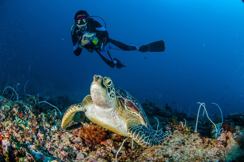 scuba diver with turtle