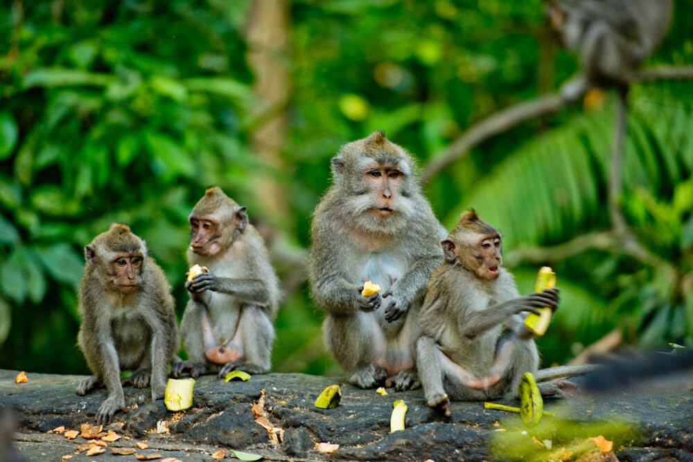 monkey forest in Ubud