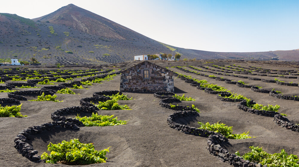 Cuervo Volcano vineyard in Lanzarote