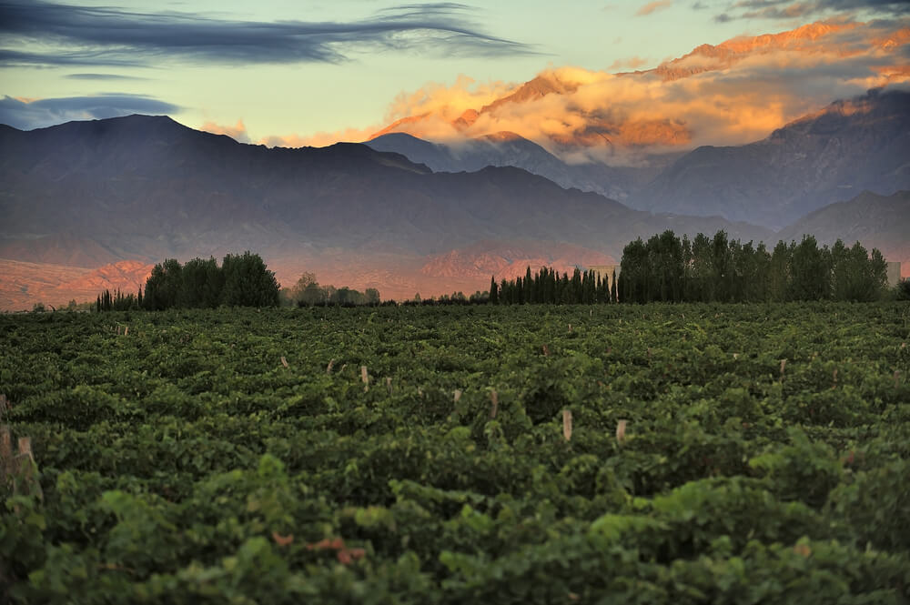 vineyards near Mendoza Argentina