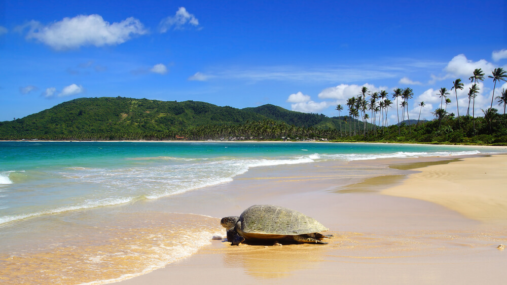 Nacpan Beach with turtle on the sand