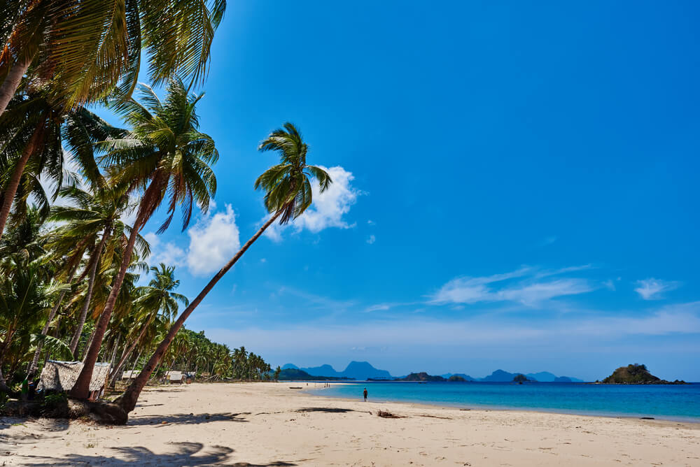 leaning palm on Nacpan beach