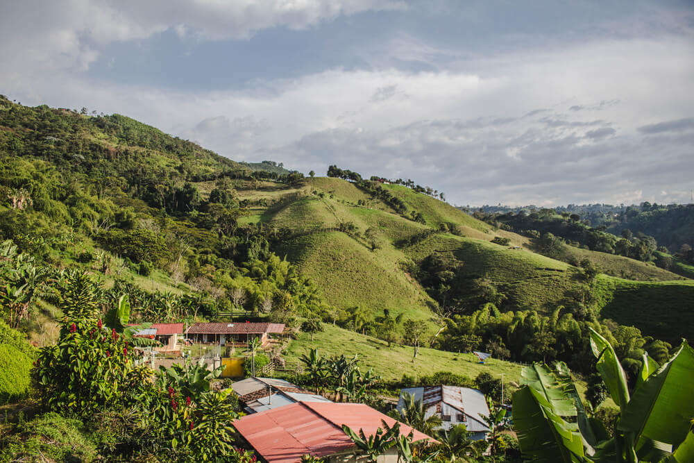  Pereira coffee landscape