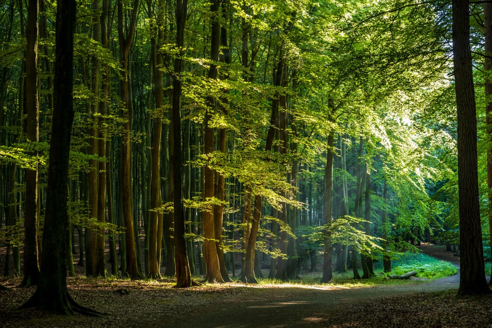 Primeval Beech Forests of the Carpathians