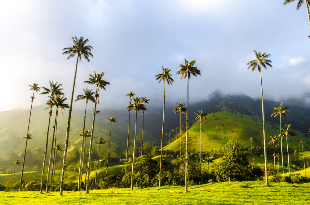 Salento Colombia has the tallest palm trees