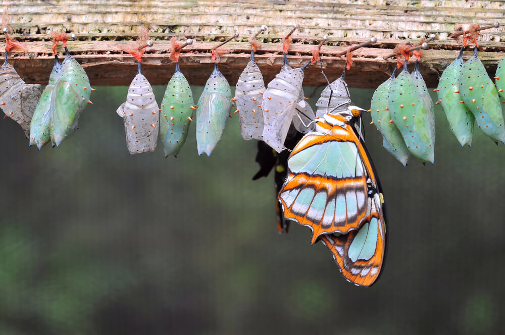 butterfly garden Xcaret