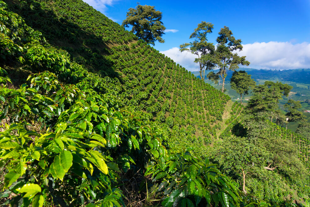 coffee plantations on hills of Colombia
