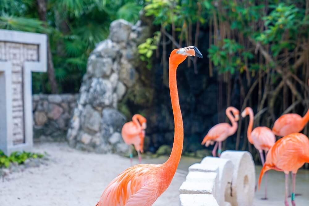 flamingos close up 