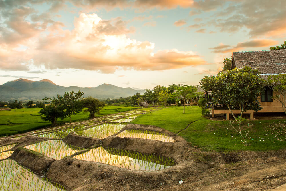 rice paddies in Pai in northern Thailand