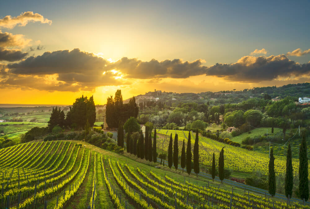 vineyards in Italy