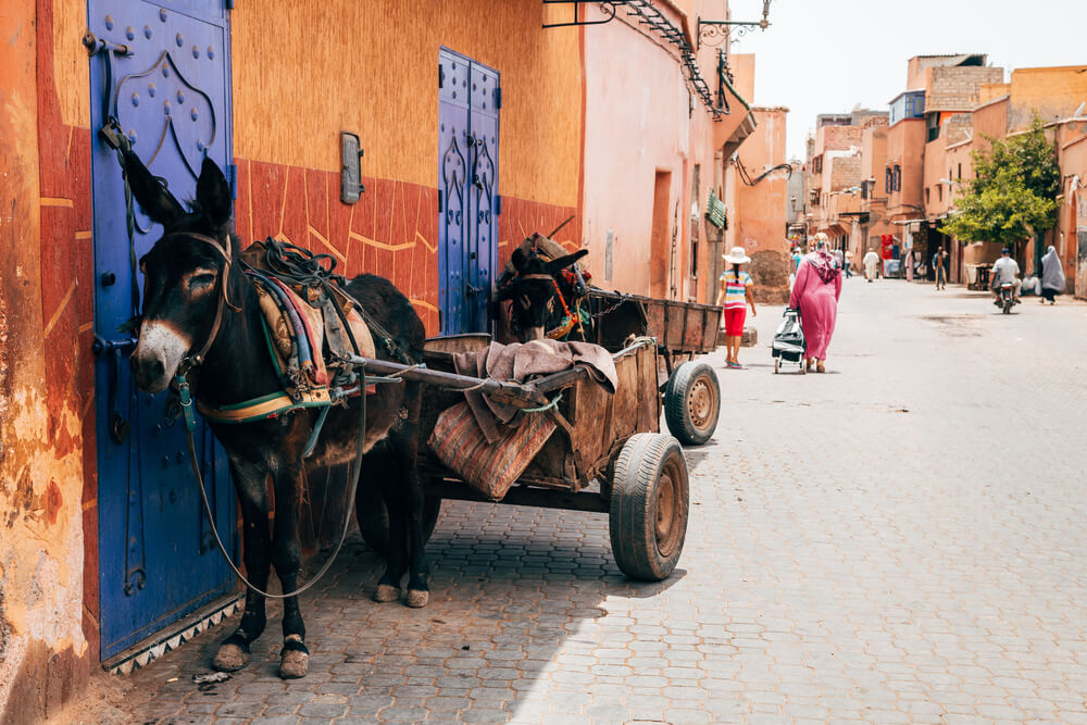 donkey and cart in the Marrakesh Unesco site