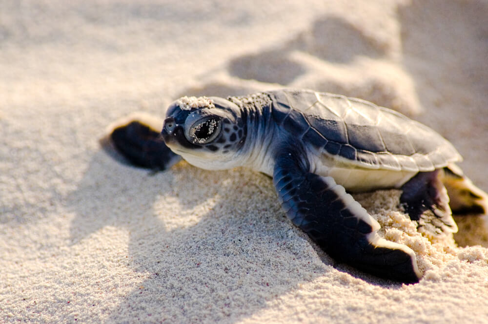 baby turtle in sand