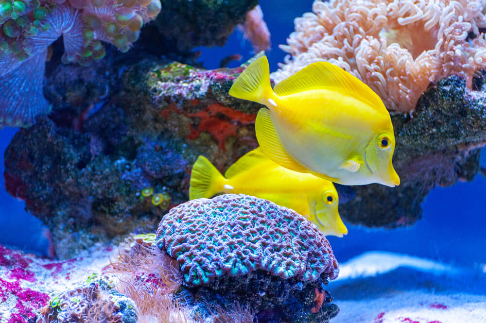 colorful fish and coral underwater
