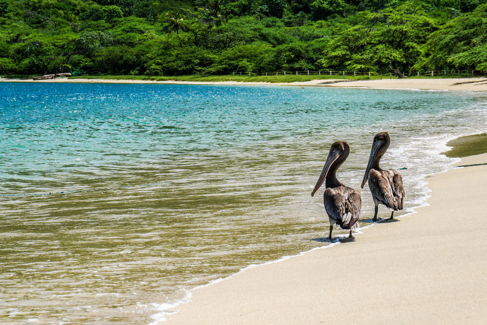 pelicans on Santa marta Beach