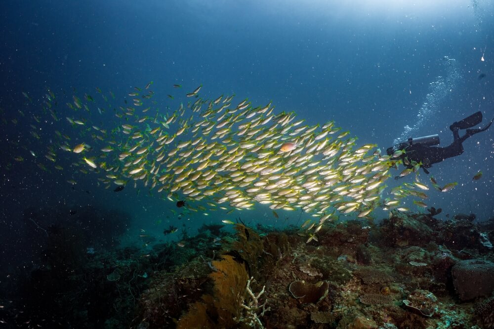 scuba El Nido