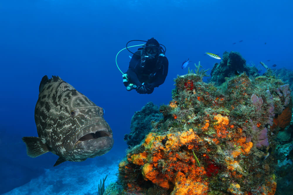 scuba diver and grouper in Cozumel