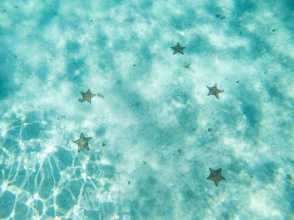 starfish underwater