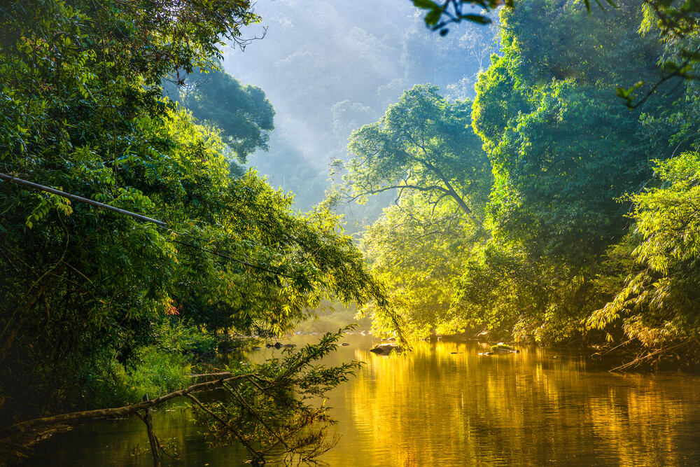 Amazon river and rainforest