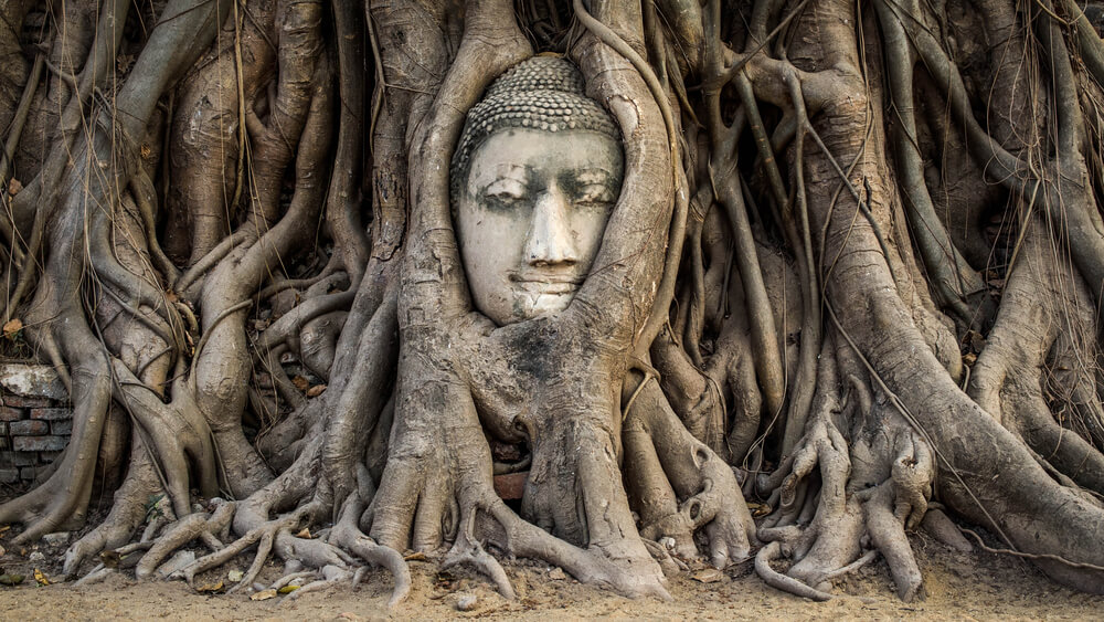 Ayutthaya Buddha head in tree