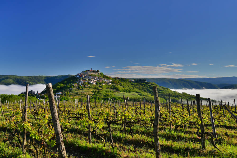 Motovun with vineyards Istria, Croatia