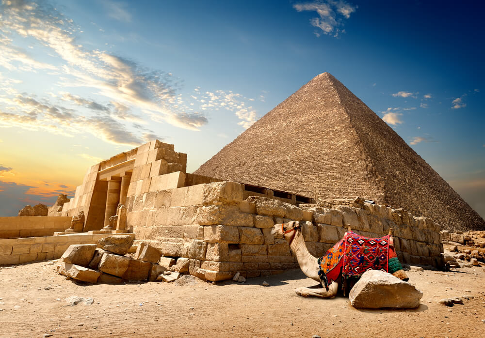 camel sitting next to the Pyramids of Giza Egypt