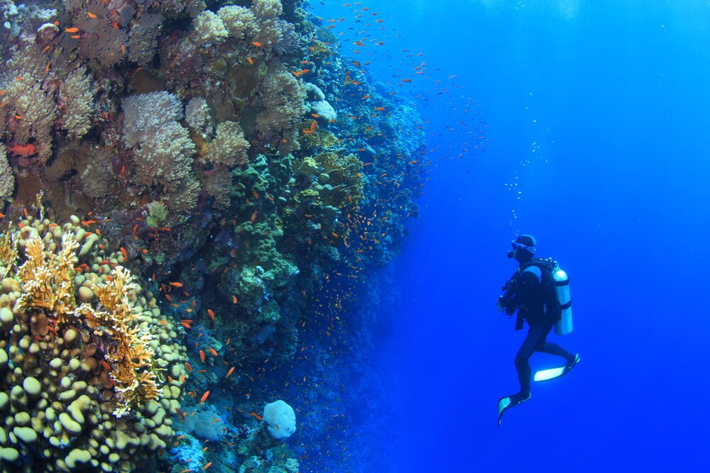 Scuba dive in the Red Sea