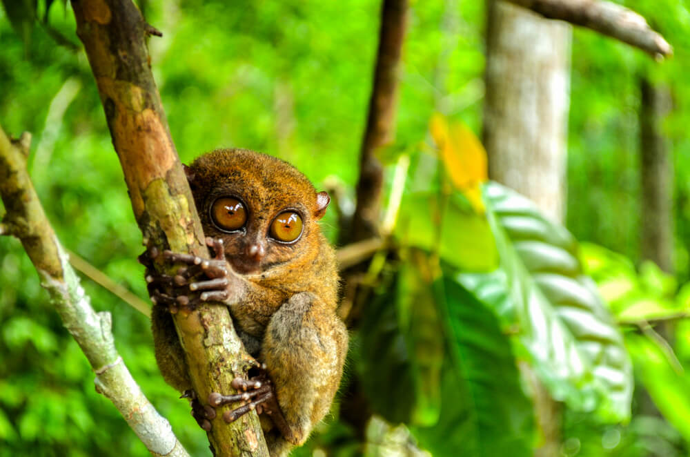 Tarsier Sanctuary on a day trip from Cebu