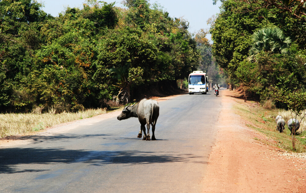 an ox in the street in front of a bus