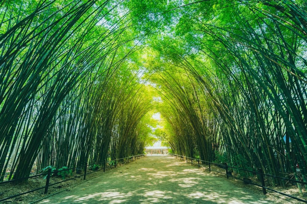 bamboo tunnel in Nakhon Nayok