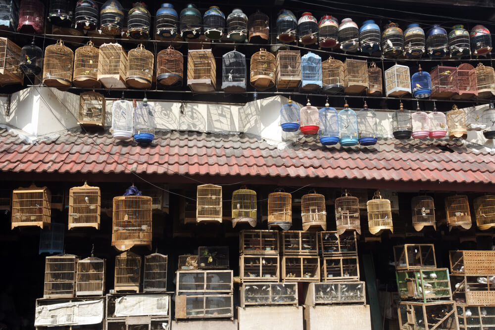 bird market Indonesia