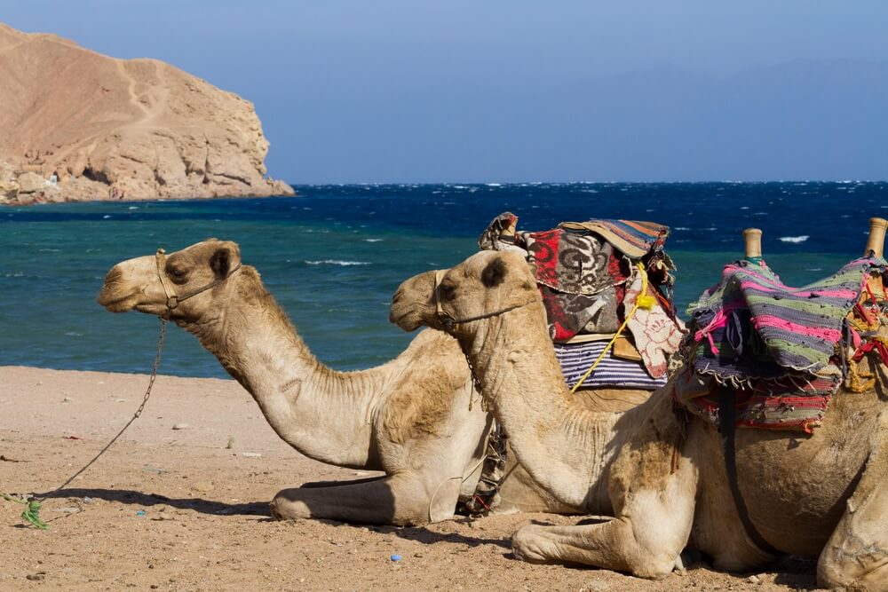 camels by the beach in Egypt