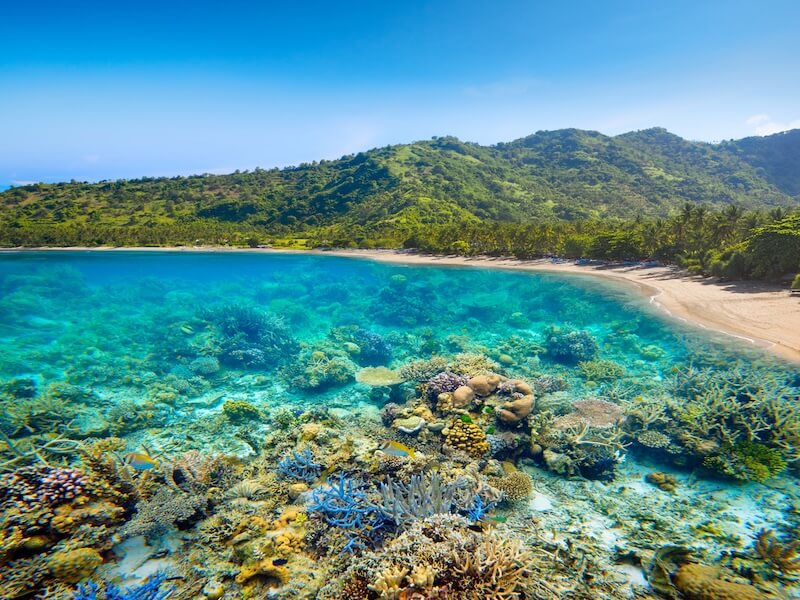 coral in Indonesia