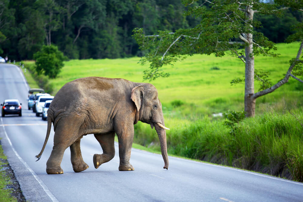 elephant crossing into Khao Yai National Park