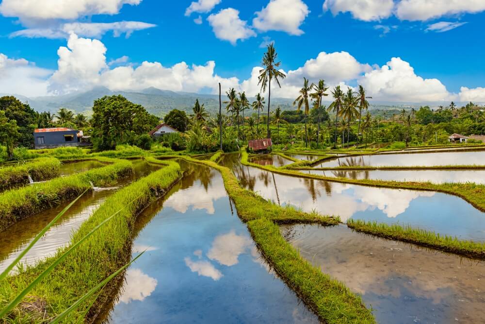 flooded rice fields in Indonesia