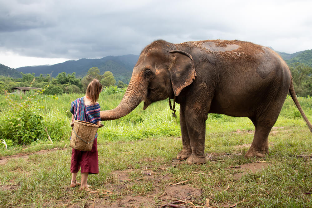 girl feeding elephant in Thailand