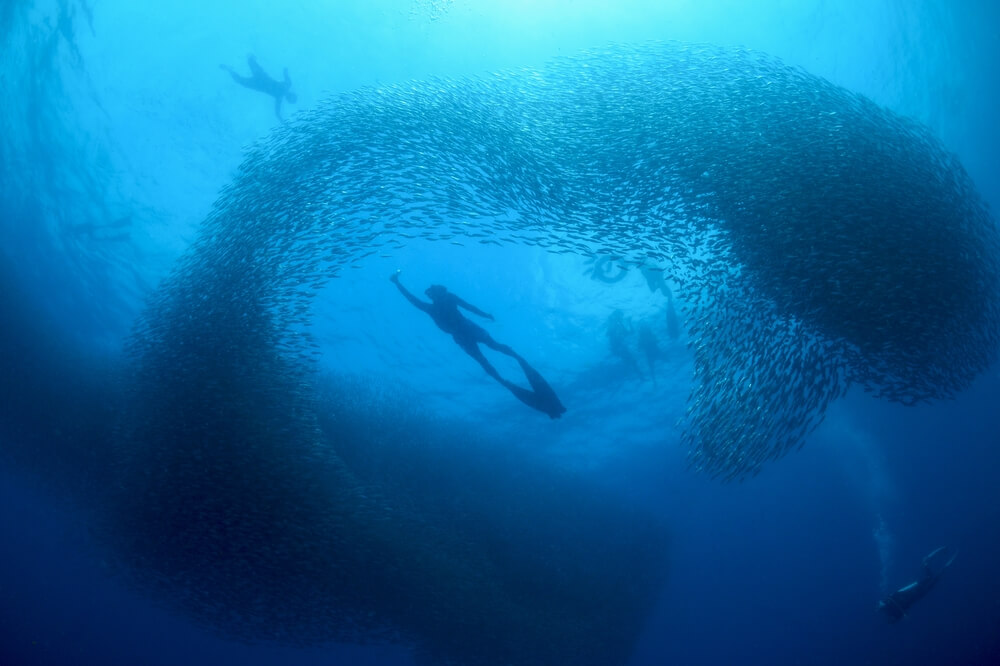 free divers in the middle of a sardine run near Cebu City