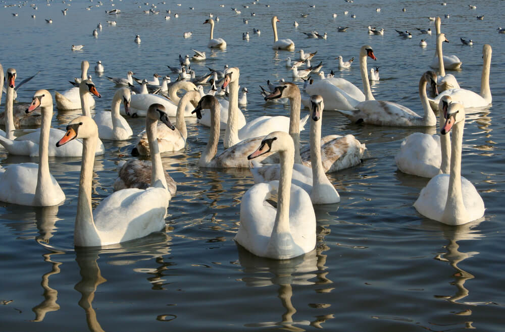 swans in Slavonia Croatia